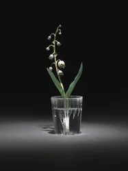 Lily of the Valley, sent på 1800-tallet – begynnelsen av 1900-tallet