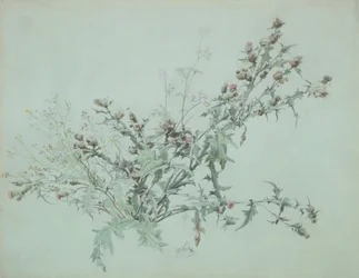 Studie av en blomstrende tistel, 1846.