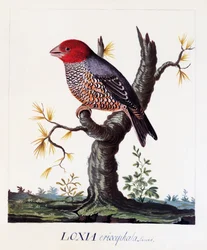Loxia erythrocephala (Amadina erythrocephala), rødhodefink, akvarell