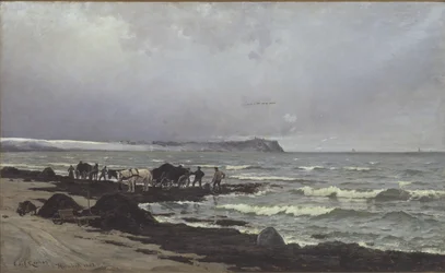 Det lastes tang ved Hornbæk Strand