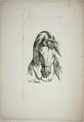 Detalj av hestehode, forstørret til trippel størrelse, Norman Royal Guard, nr. 1
