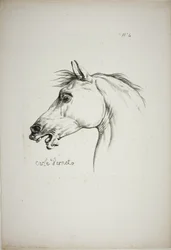Detalj av hestehode, forstørret til trippel størrelse, Norman Royal Guard, nr. 4