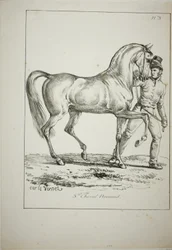 Royal Guard, Norman Cavalier, ikke i full kjole, og hest, nr. 3