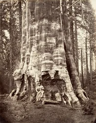 Skogens mor, 1865-66, trykt ca. 1876.