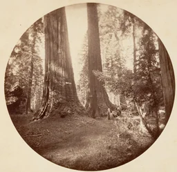 Old Dominion og onkel Toms taverna. Calaveras Grove, ca. 1878.