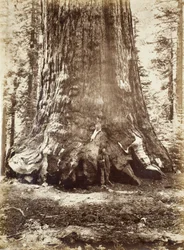 Seksjon av Grizzly Giant med Galen Clark, Mariposa Grove, Yosemite, 1865-66
