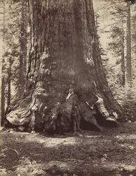 Seksjon av Grizzly Giant med Galen Clark, Mariposa Grove, Yosemite, 1865-66, trykt ca. 1876.