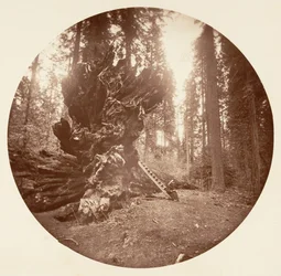 Skogens far - Hestens bakside. Calaveras Grove, ca. 1878.