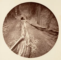 The Father of the Forest 450 Ft Long, C. Grove, ca. 1878.
