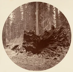 Skogens far 450 fot C. Grove, ca. 1878.