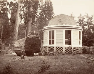 Huset bygget over stubben til et stort tre, 1865-66, trykt ca. 1876.