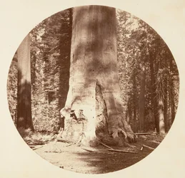 Skogens mor - Calaveras Grove, ca. 1878.