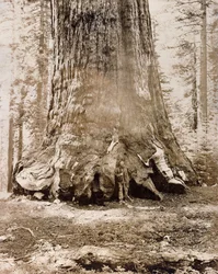 Stammen til "Grizzly Giant", Mariposa Grove, 33 fot diameter, 1861
