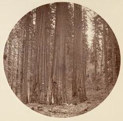 Yosemite nasjonalpark, California, ca. 1878.