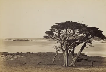 Kystutsikt nær Monterey
