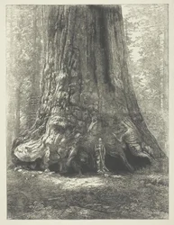 Kopi av Carleton Watkins#39; «Galen Clark før grizzlykjempen»