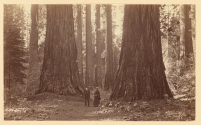 De tre gratiene, Calaveras Grove