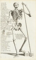 Anatomisk studie av det menneskelige skjelettet av Carlo Cesi