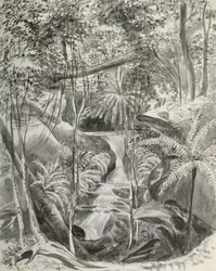 Jungle Study, 1800-tallet