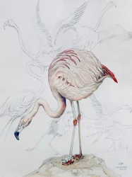 Flamingo (blyant og wc på papir)