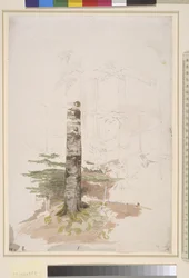 Studie fra det indre av en barskog