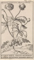 Valmue Papaver erraticum, Papaver Rhoeas / Wilden-heul. Kolle blomster. Kreftblomster. Roodenheul (tittel på objekt)