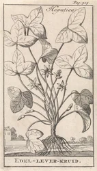 leverurt Hepetica / Noble-Liver-Herb (tittel på objekt)