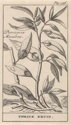 ferskenkrydder Persicaria Maculosa / Persik Herb (tittel på objekt)