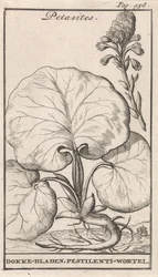 Petasitter