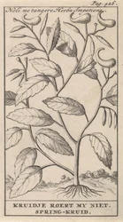 vårurt Noli me tangere, Herba Impatiens / Kruidje rører meg ikke. Vårurt (tittel på objekt)