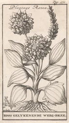 Tittelside og åtte trykk med blomster Weegbree Plantago Rosea / Roos likeenende Weeg-bree (tittel på objekt)
