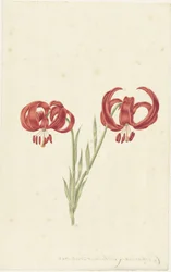 Rød lilje