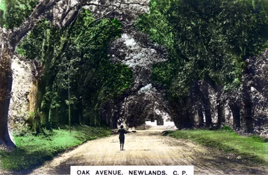 Oak Avenue, Newlands, Johannesburg, Gauteng, Sør-Afrika, ca 1920-tallet.