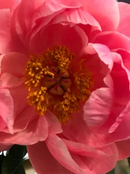 Komposisjon - Blomster, 2019 (foto)