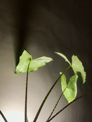 Komposisjon - Plante, 2021 (foto)