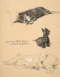 Aberdeens, Bull-Terrier and Irish Wolfhound, 1930, Illustrasjoner fra Sketch Book brukt for Just Among Friends, Aldin, Cecil Charles Windsor (1870-1935), senere utgitt av Eyre og Spottiswoode Li