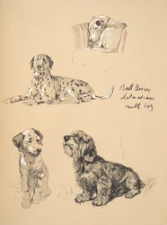 Bull Terrier, Dalmatians and Mutt Dog, 1930, Illustrasjoner fra skisseboken hans brukt for Just Among Friends, Aldin, Cecil Charles Windsor (1870-1935), senere utgitt av Eyre og Spottiswoode Limited,