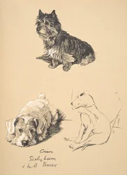 Cairn, Sealyham og Bull Terrier, 1930, Illustrasjoner fra skisseboken hans brukt for Just Among Friends, Aldin, Cecil Charles Windsor (1870-1935), senere utgitt av Eyre og Spottiswoode Limited, 1934