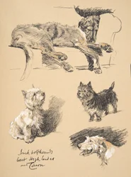 Irish Wolfhound, West Highlander and Cairn, 1930, illustrasjoner fra skisseboken hans brukt for 