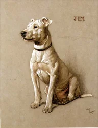 Jim, en Bull Terrier (kritt på grått papir)