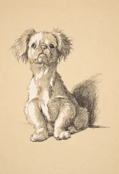 Peke, 1930, Illustrasjoner fra skisseboken hans brukt for Just Among Friends, Aldin, Cecil Charles Windsor (1870-1935), senere utgitt av Eyre og Spottiswoode Limited, 1934, Chalk and Charcoal på papir