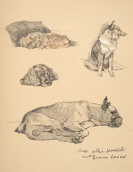 Peke, Collie, spaniel og tysk bokser, 1930, illustrasjoner fra skisseboken hans for 