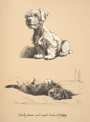 Sealyham and Rough Dachshund Puppy, 1930, illustrasjoner fra skisseboken hans brukt for Just Among Friends, senere utgitt av Eyre og Spottiswoode Limited, 1934 (kritt og kull på papir)