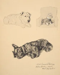 Wire-haired Terrier, Aberdeen and West Highlander, 1930, Illustrasjoner fra Sketch Book brukt for Just Among Friends, Aldin, Cecil Charles Windsor (1870-1935), senere utgitt av Eyre og Spottiswood