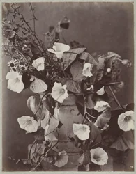 Blomsterstudie med Kölnerkrukke