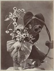 Blomsterstudie med glassvaser