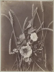 Blomsterstudie med kornaks
