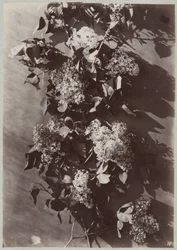 Blomsterstudie med grener
