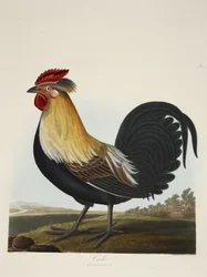 Hane, Phasianus, fra «Et utvalg britiske fugler», utgitt 1835