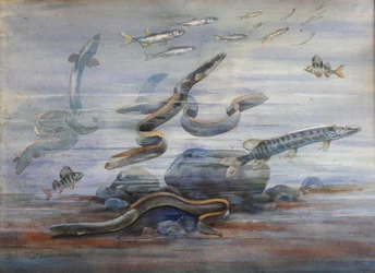 Havfisk, ca. 1907 (akvarell)